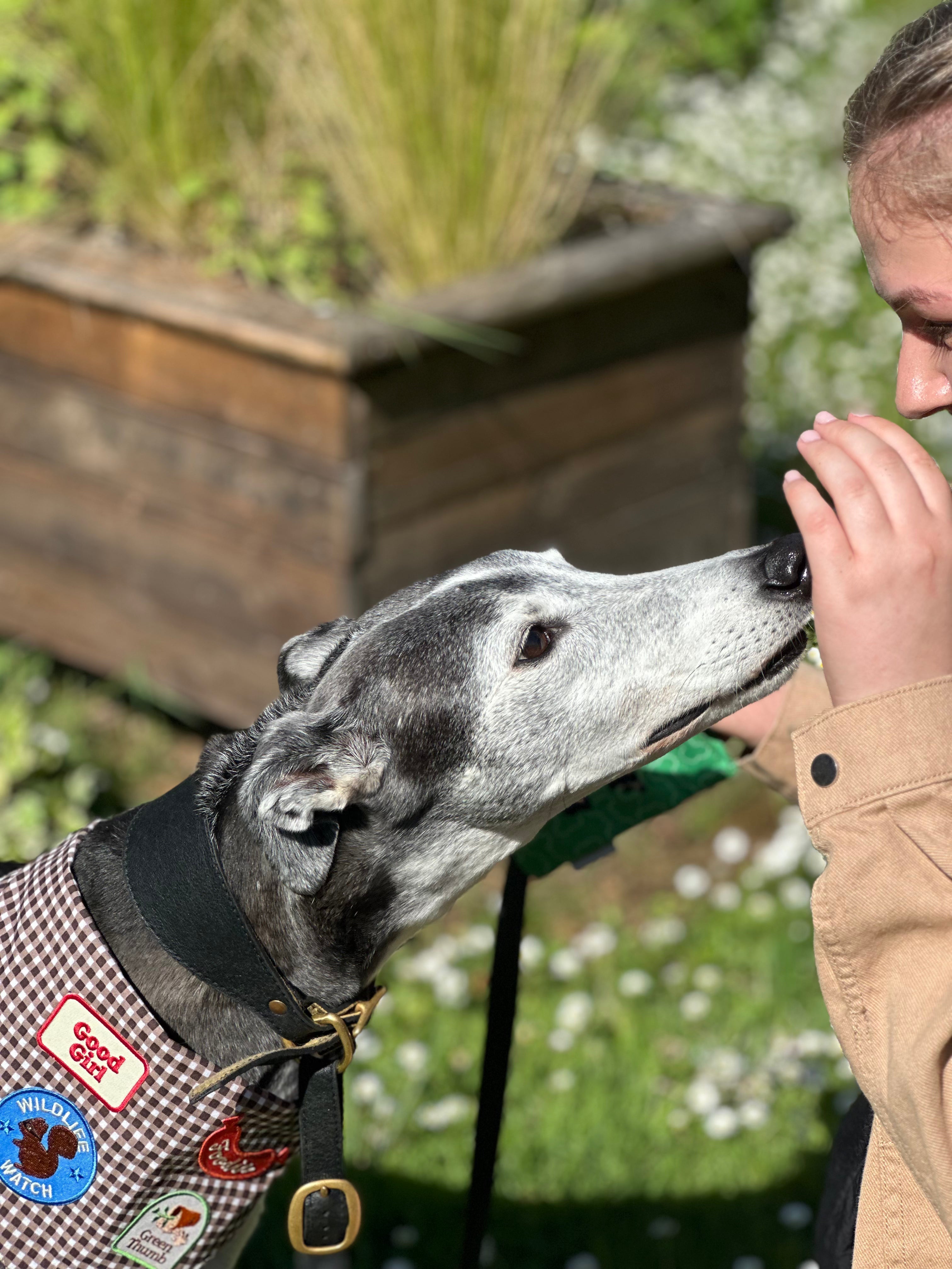 Gifts for Pets
