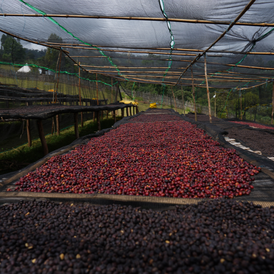Coffee cherries drying under a netting structure