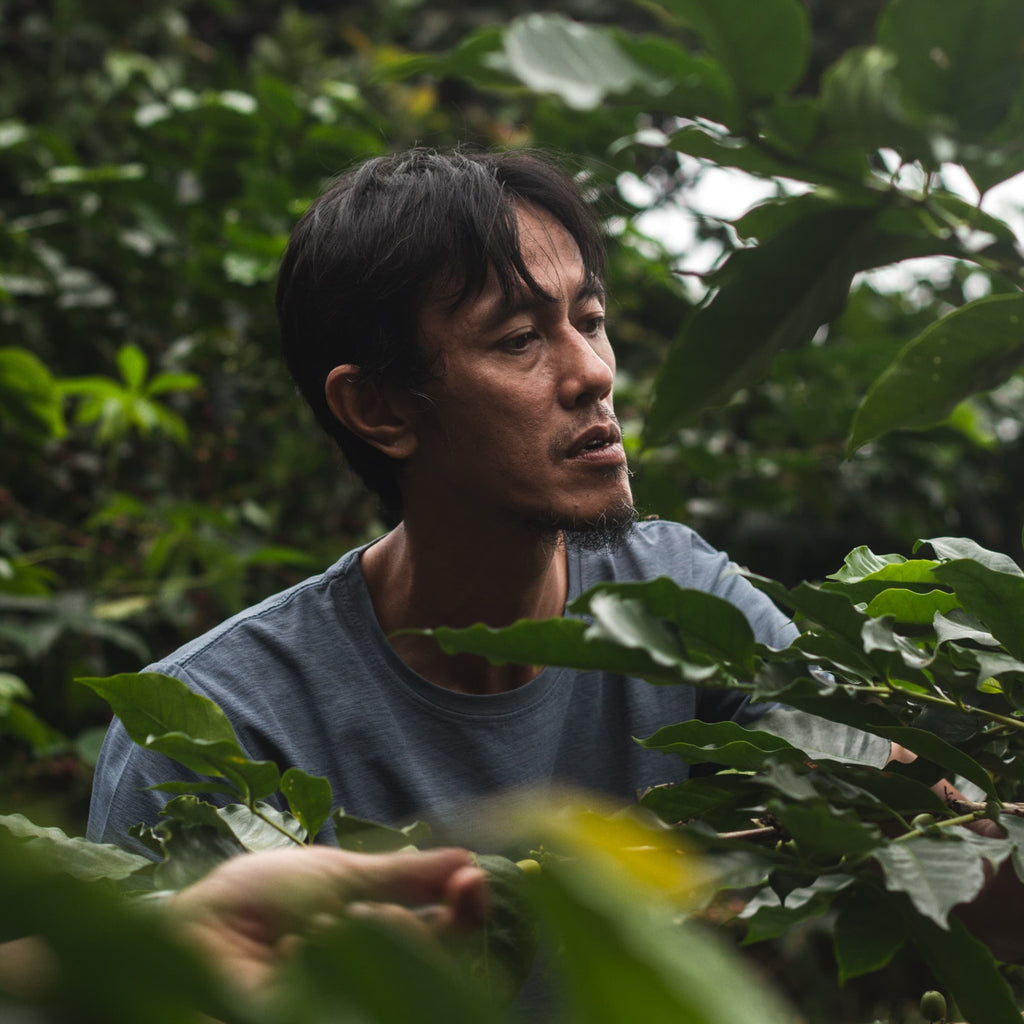 A man in a blue-gray t-shirt looking up thoughtfully while standing among lush green coffee plants, with another person partially visible on the left in a dark hat.