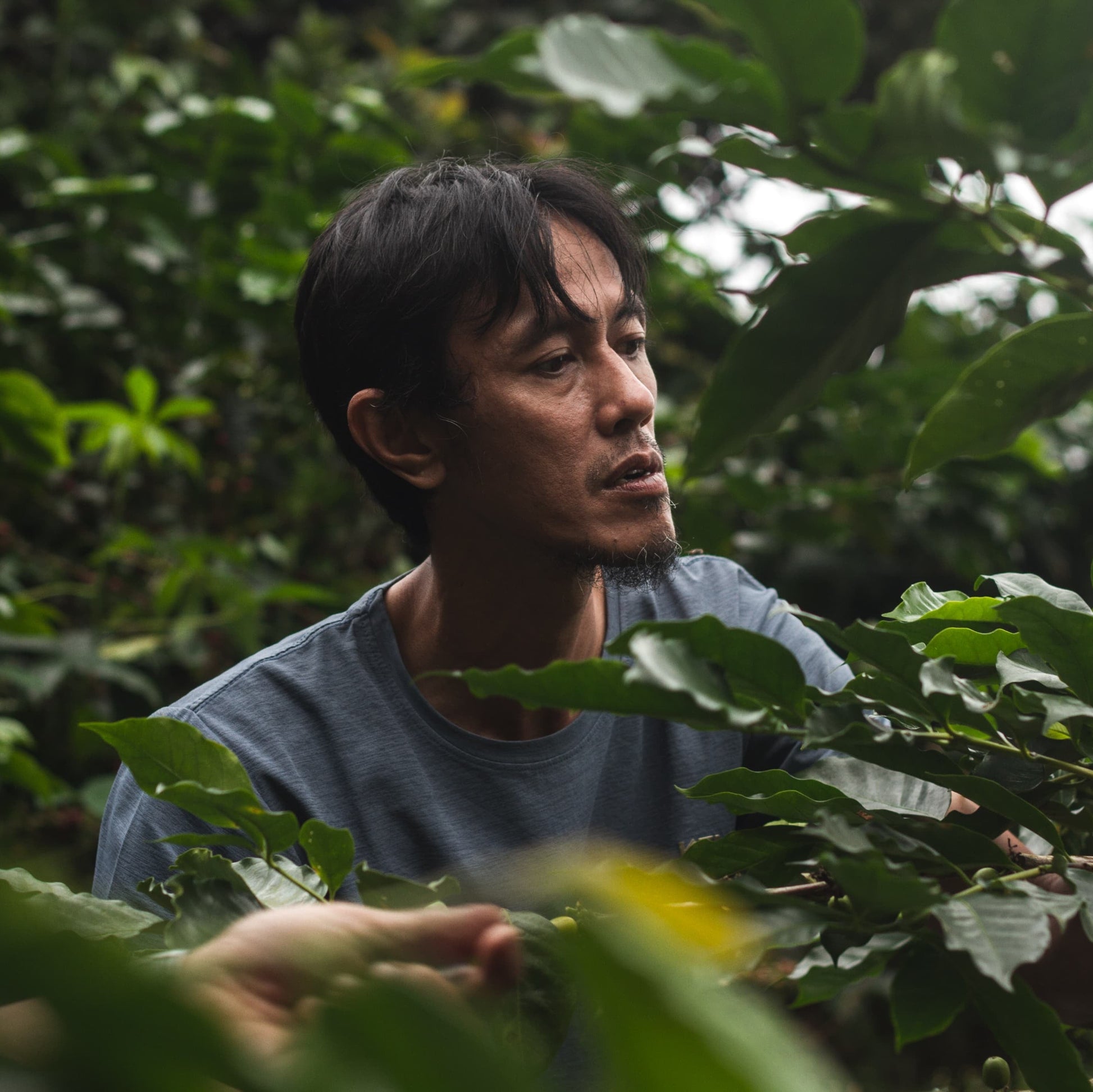 A man in a blue-gray t-shirt looking up thoughtfully while standing among lush green coffee plants, with another person partially visible on the left in a dark hat.
