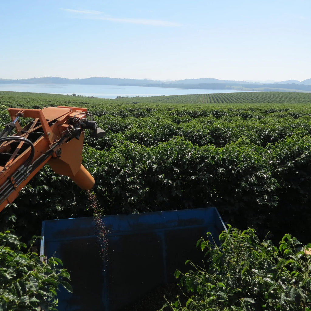 Dark Espresso, Brazil