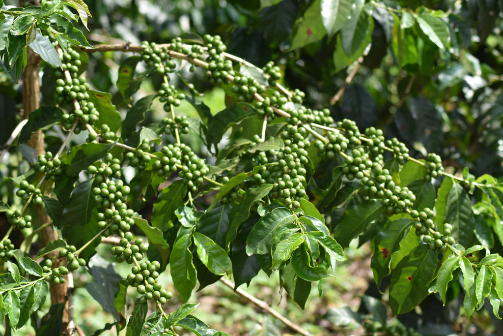 Raspberry Beret, Tanzania