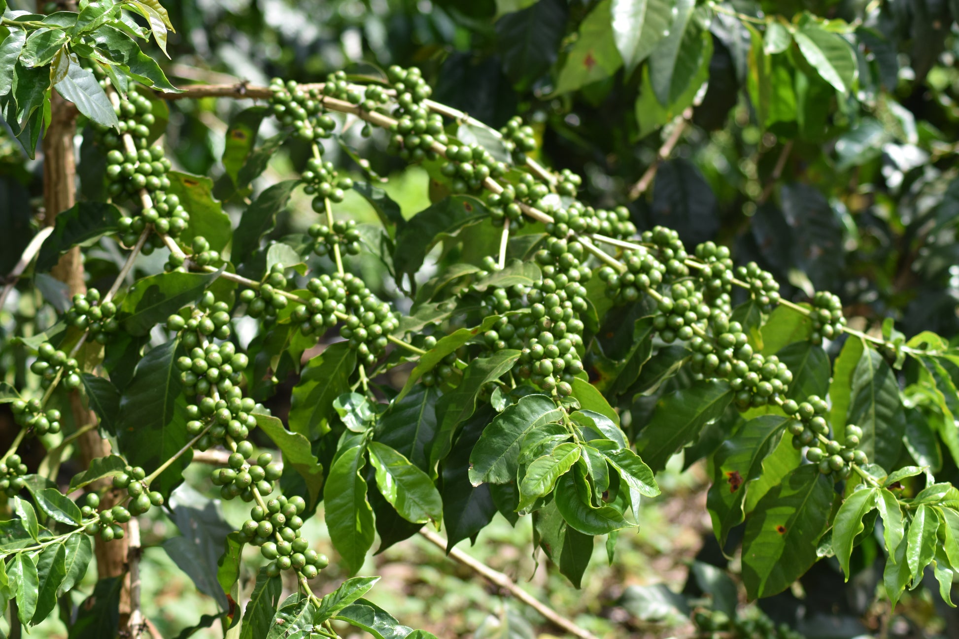 Raspberry Beret, Tanzania