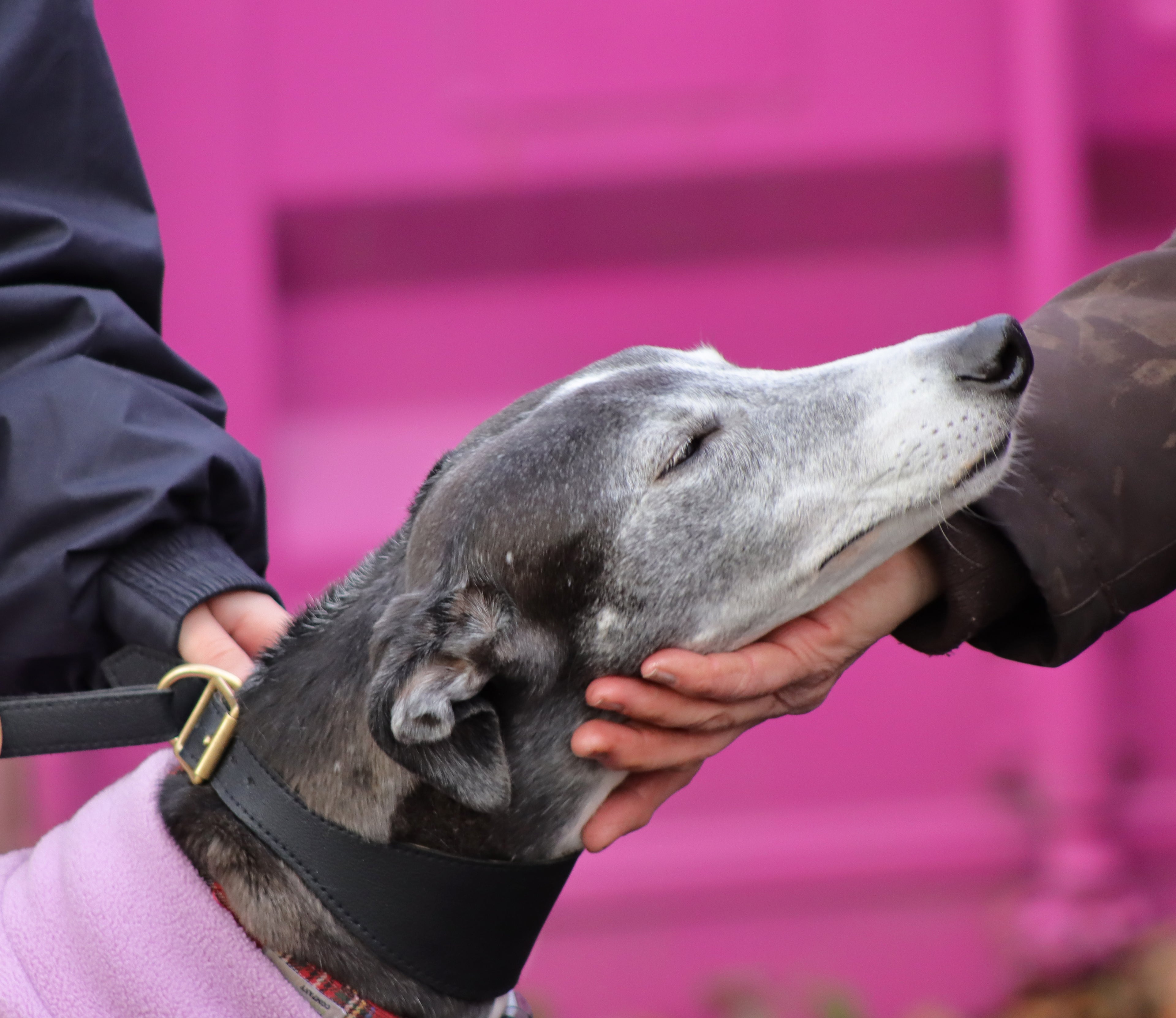 Dog being petted by a person with a pink background