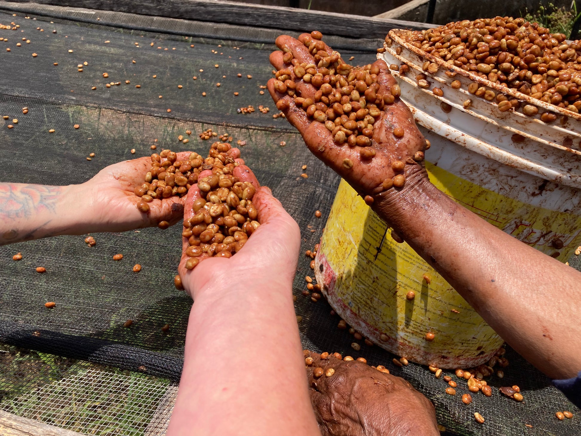 Raspberry Beret, Tanzania