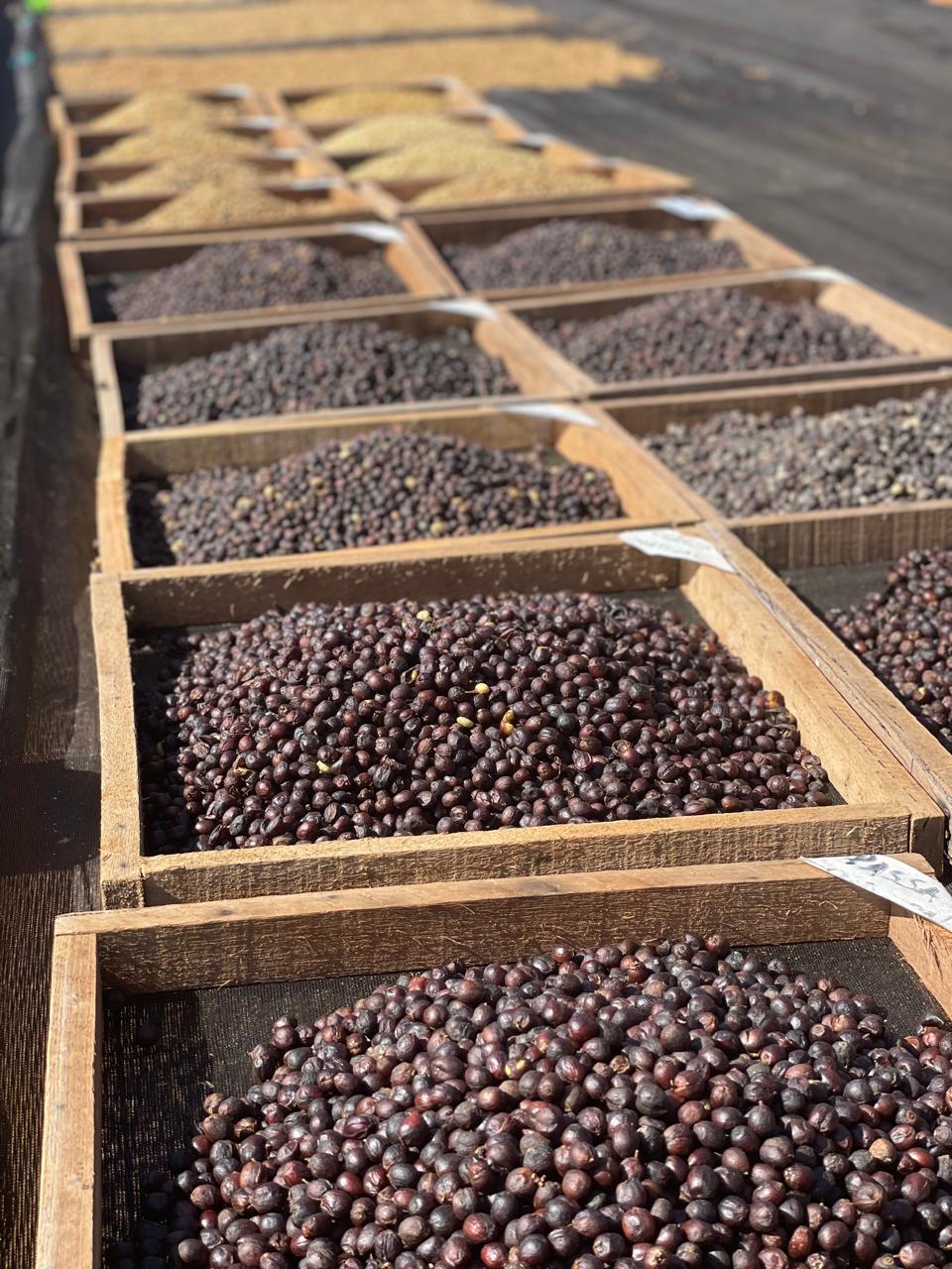 Mango Milk Gesha, Brazil