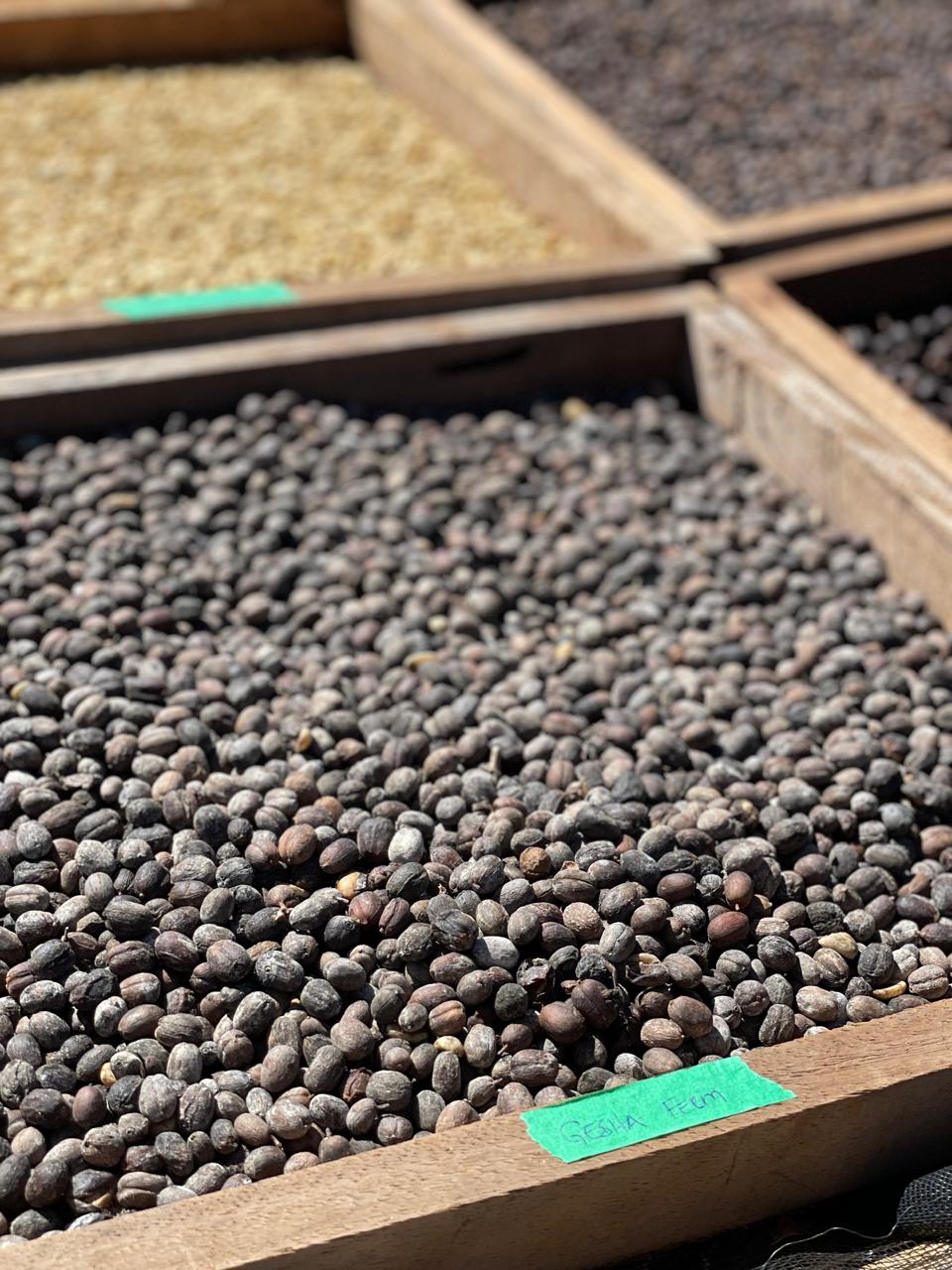 Mango Milk Gesha, Brazil